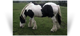 The Coal Horse